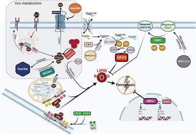 From Iron Chelation to Overload as a Therapeutic Strategy to Induce Ferroptosis in Leukemic Cells